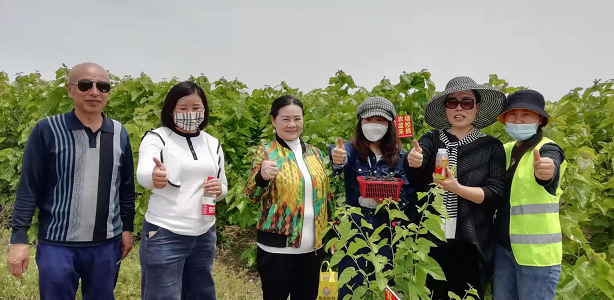 百亩丰硕桑葚园     民众采摘均称甜