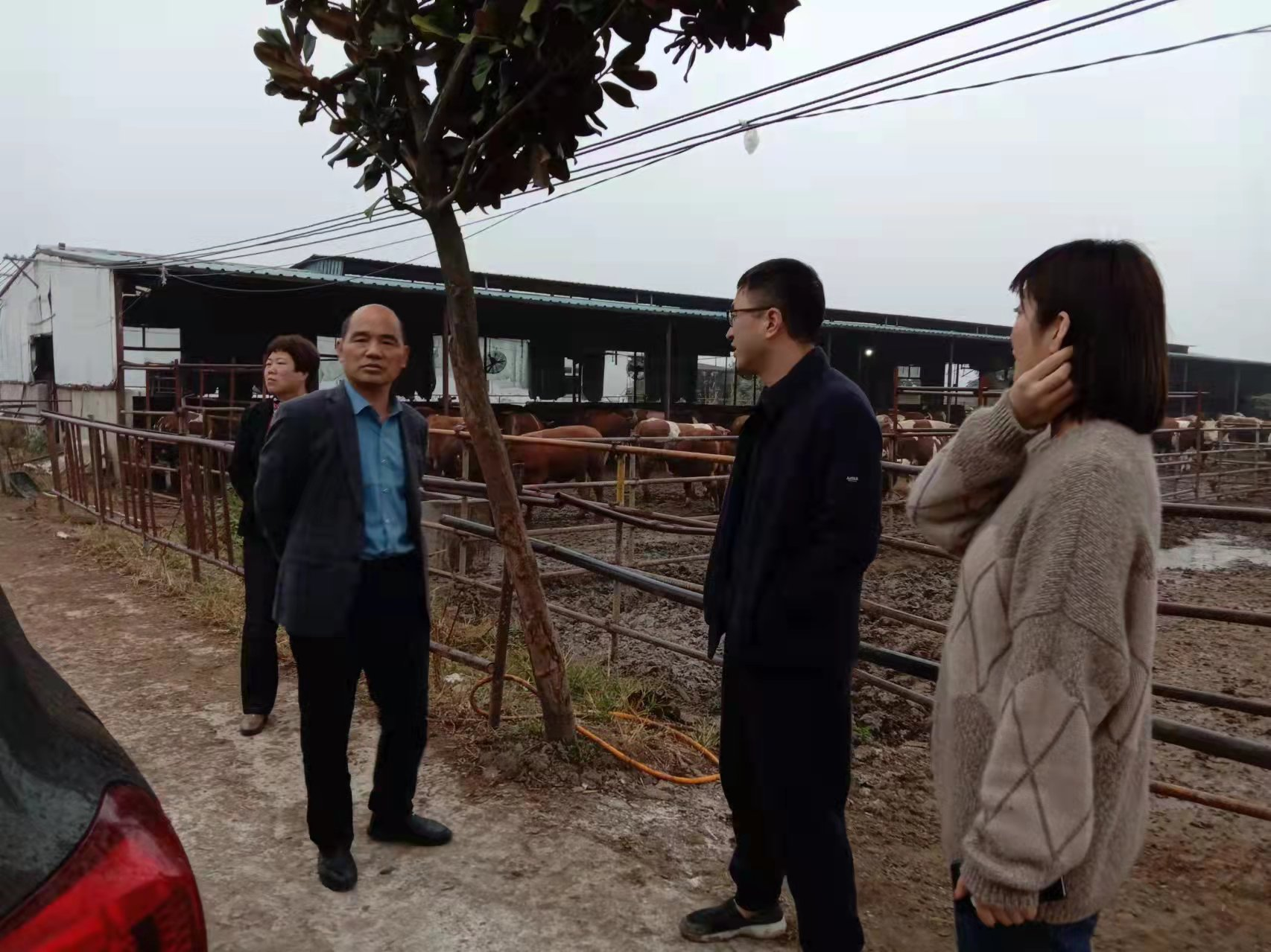 原墙镇党委书记王玉柱调研肉牛产业发展