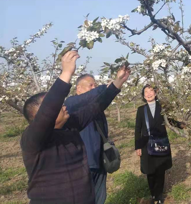 安徽利辛县巩店镇：农技员助力梨园春管