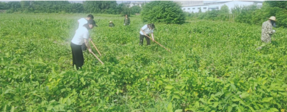 农银人寿阜阳中心支公司开展“保险助推乡村振兴”公益助农活动
