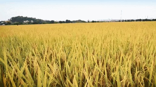 队长与杂交水稻的故事