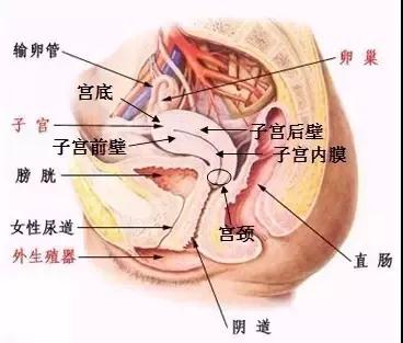 安徽阜阳市妇女儿童医院： 有多少姑娘知道宫颈在哪？