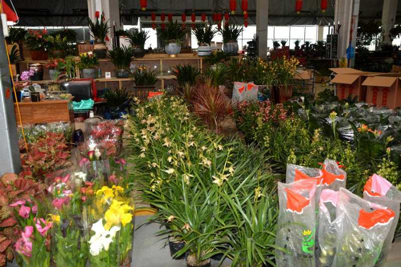 安徽阜阳市颍州区王店镇:以花为媒,壮大生态经济