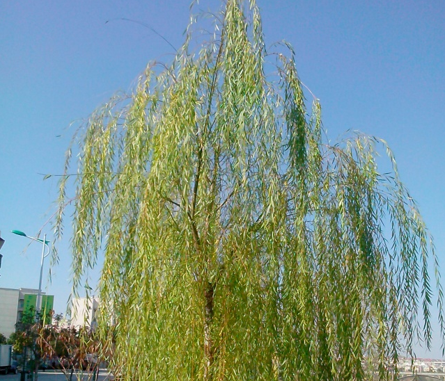 项莉莉新诗《那年的柳树》（外六首）