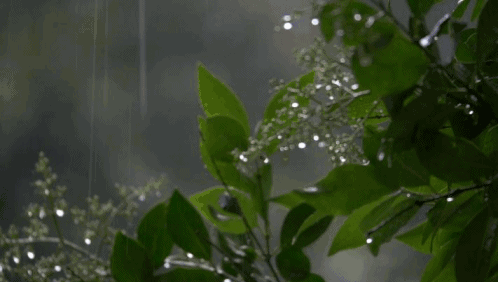 夏雨倾城   (组诗)