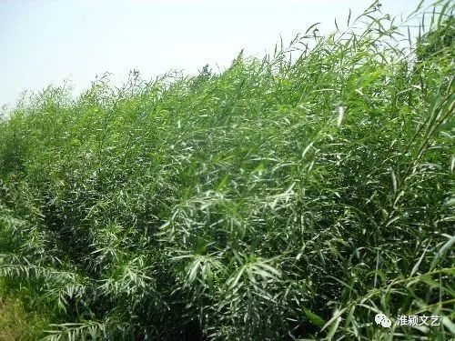 刘新民：漫话杞柳（散文）