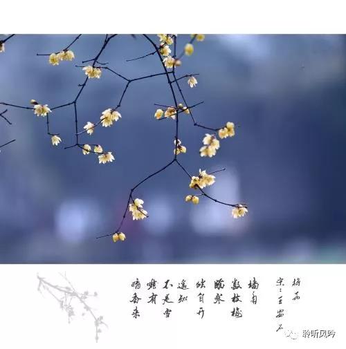 春已至等花开
