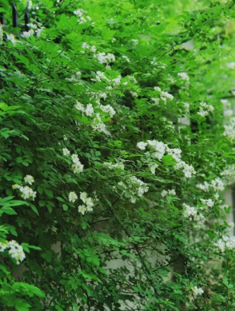 梁如云：一架蔷薇满院香