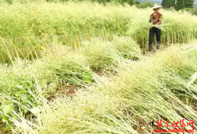傅友君：割油菜