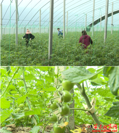 颍上县建颍乡：不负农时不负春&nbsp;&nbsp;果蔬大棚管护忙