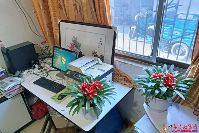 傅友君：案头两盆鸿运当头（散文）
